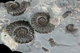 Ammonite (Promicroceras) Cluster - Somerset, England #86257-2